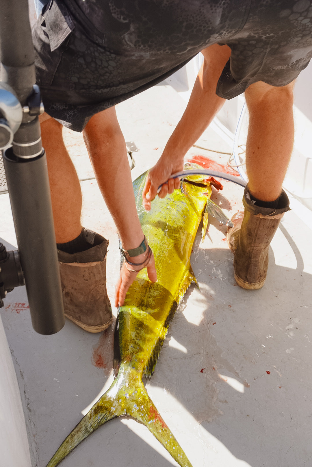 Dorado on deck