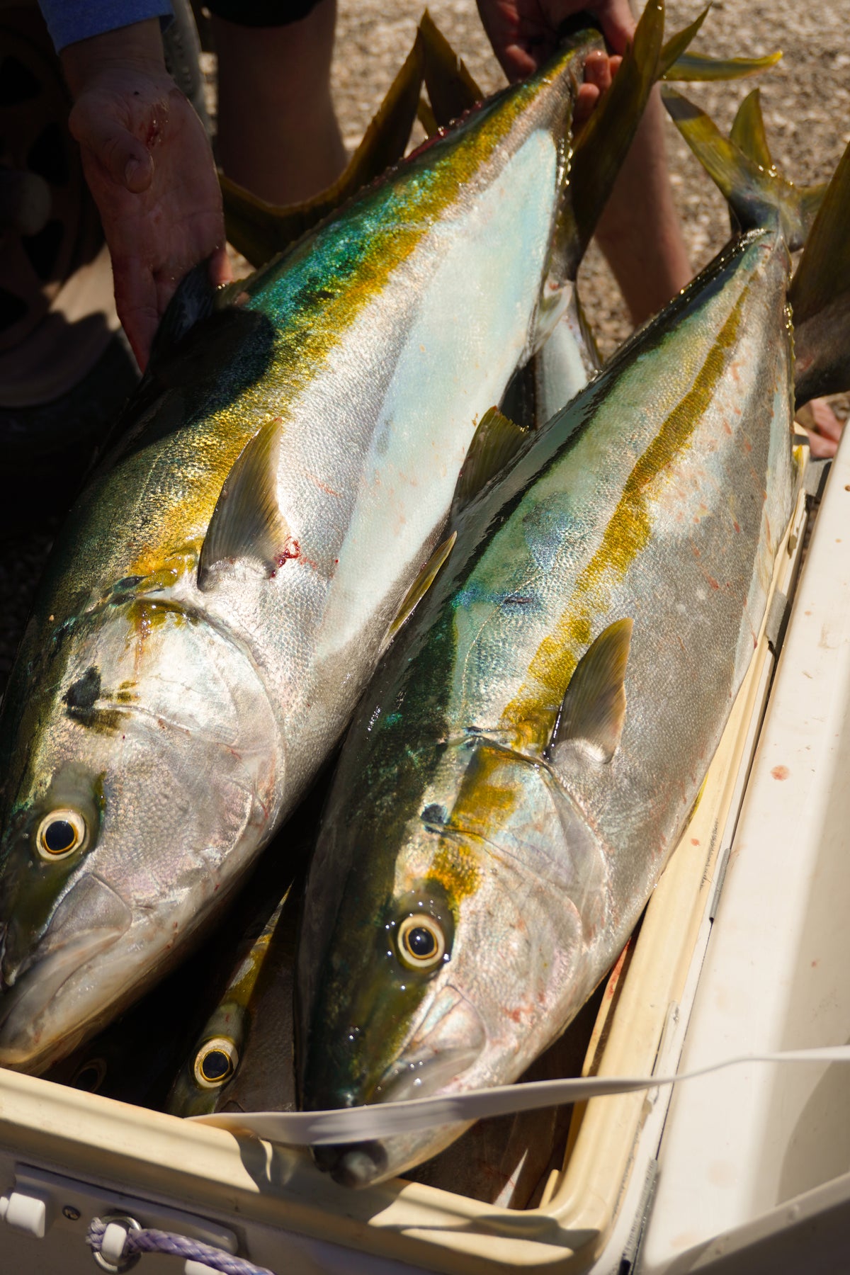 Mas yellowtail!